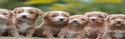Kruising honden te koop:  Prachtige rood/apricot Medium Doodle pups  - Advertentie 5