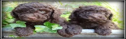 Labradoodle honden te koop: Labradoodle mini +/- 40 cm chocolade bruin - Advertentie 6