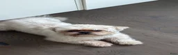 Shih Tzu honden te koop: Shih Tzu teddy - TE KOOP - Advertentie 2