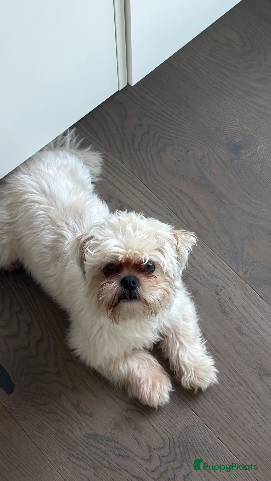 Shih Tzu honden te koop: Shih Tzu teddy - TE KOOP - Advertentie 2