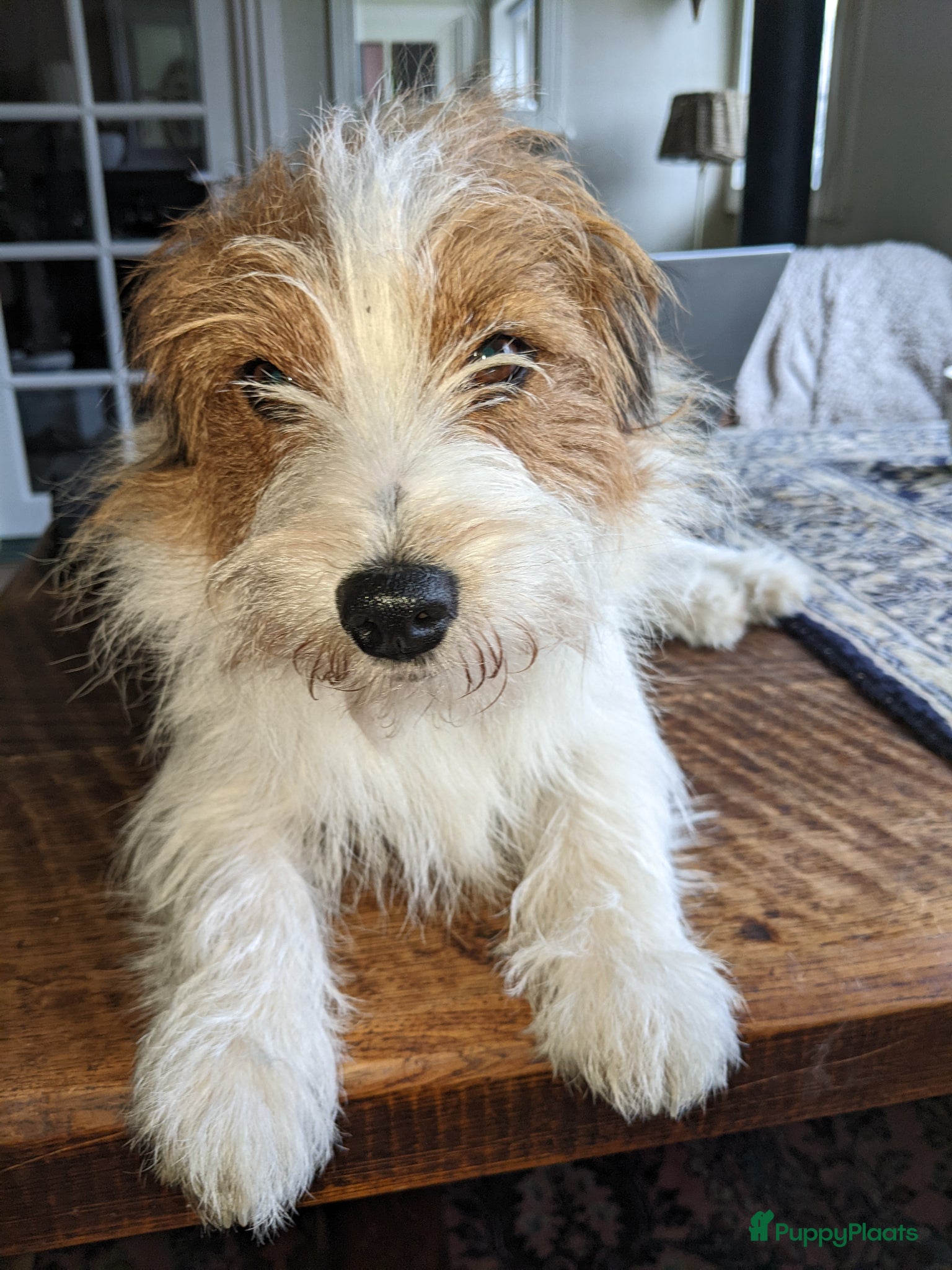 Jack Russel Terriër honden Prachtige ruwharige Jack Russell pups - Advertentie 2