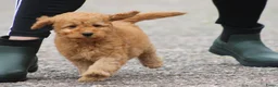 Cockapoo honden te koop: cockapoo pup, reutje - Advertentie 7