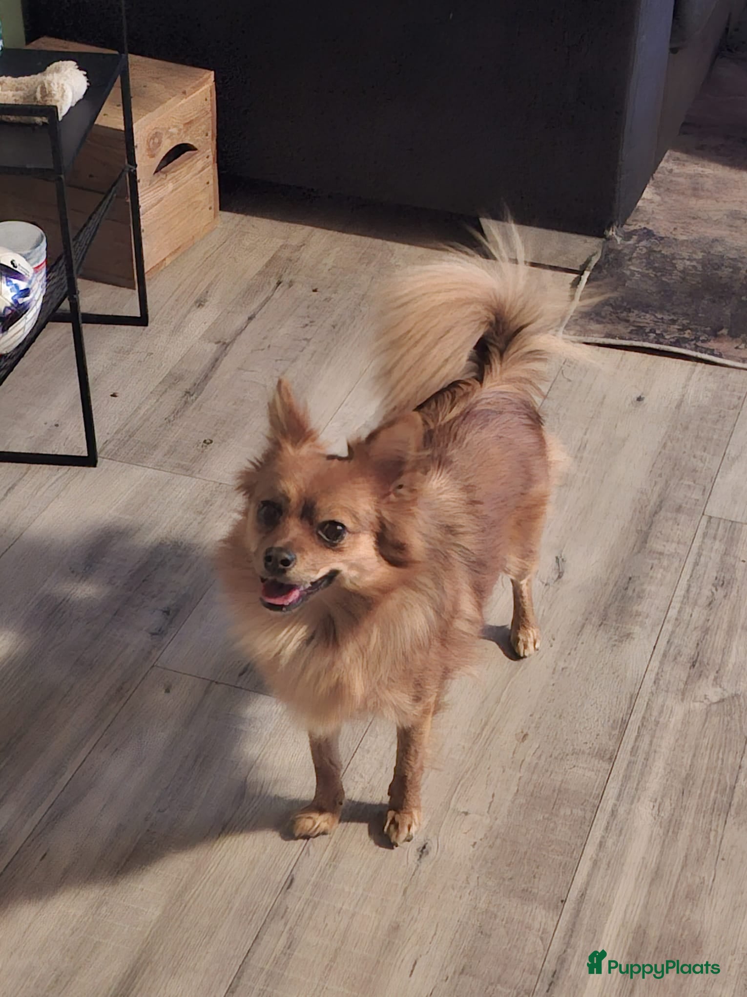 Keeshond honden Dwergkeesje teefje 1.5 jaar - Advertentie 1