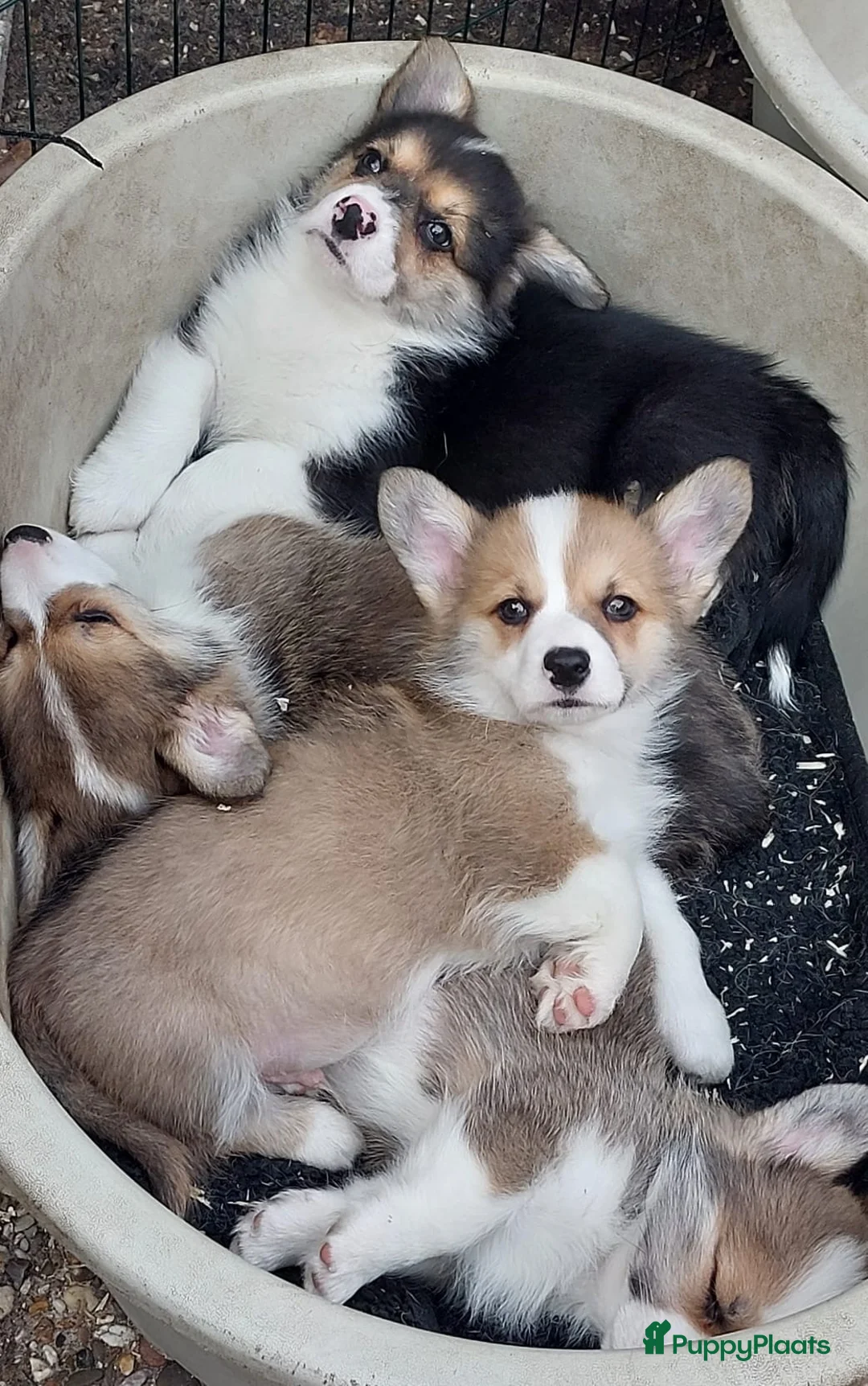 Welsh Corgi Pembroke honden te koop: Welsh Corgi Pembroke  - Advertentie 1