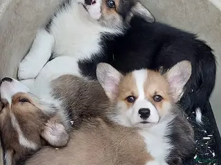 Welsh Corgi Pembroke honden te koop: Welsh Corgi Pembroke - Advertentie 1