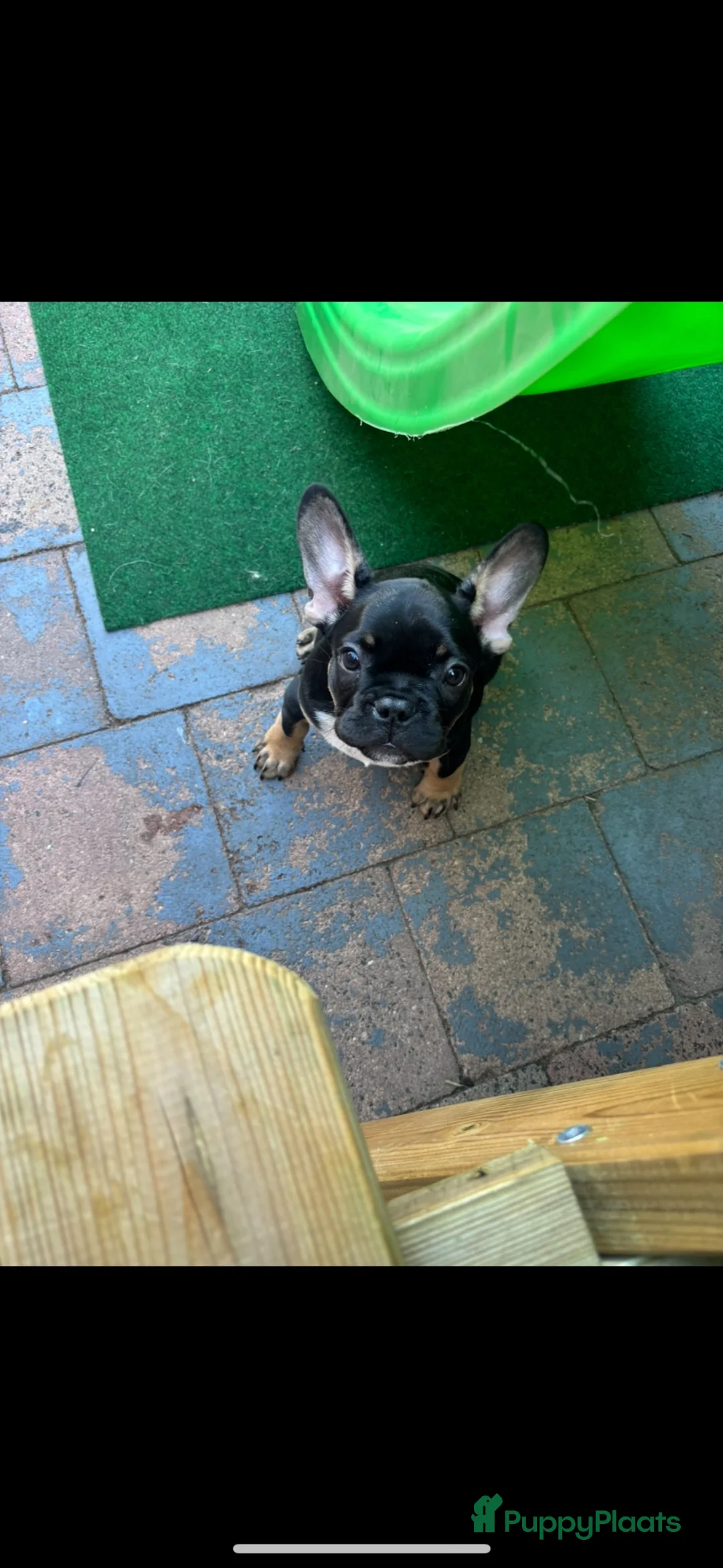 Franse Bulldog honden te koop: Franse Bulldog reu 1 jaar oud  - Advertentie 6