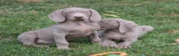 Weimarse Staande Hond korthaar honden te koop: Weimaraner pups - Advertentie 3
