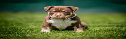 Amerikaanse Bully honden te koop: Amerikaanse pocket bully teefjes  - Advertentie 12