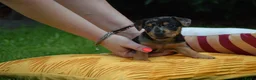 Jack Russel Terriër honden te koop: lieve pups zoeken een nieuw huisje - Advertentie 36