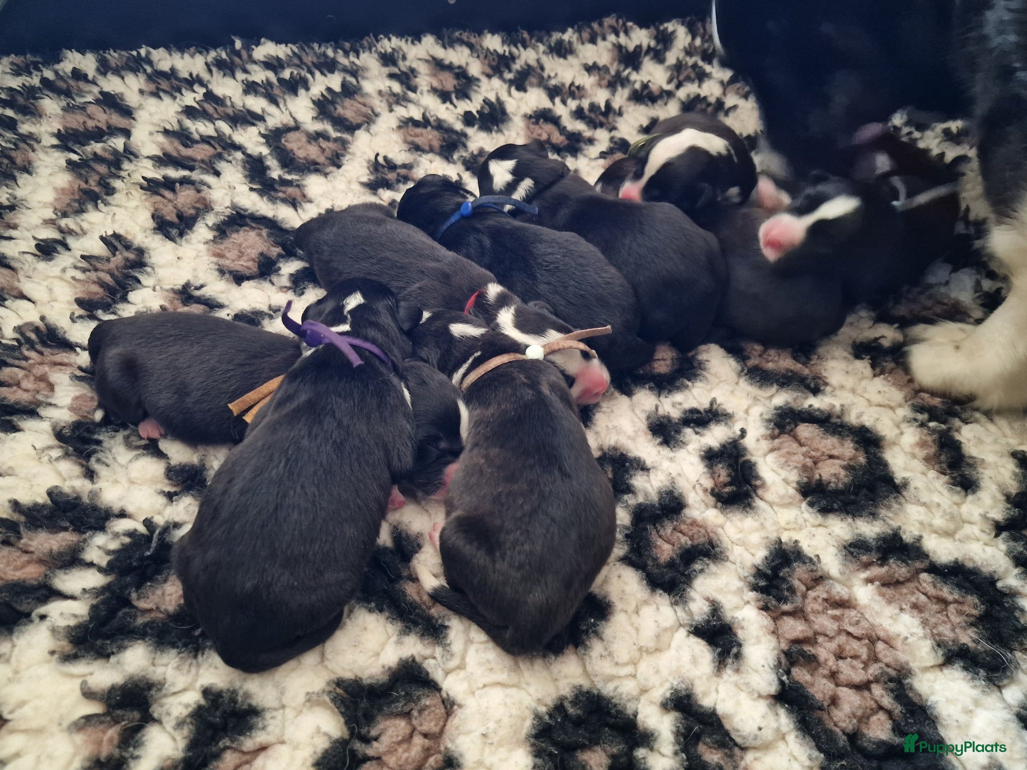 Welsh Corgi Cardigan honden te koop: Cardigan Welsh Corgi pups in Wilhelminaoord - Advertentie 4