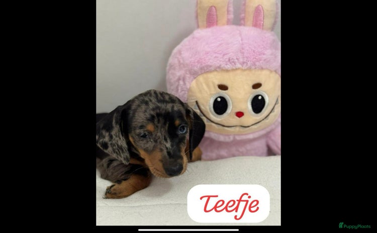 Teckel (korthaar)  honden - Advertentie 2