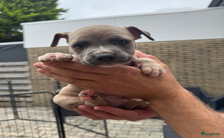 Amerikaanse Bully honden - Advertentie 5