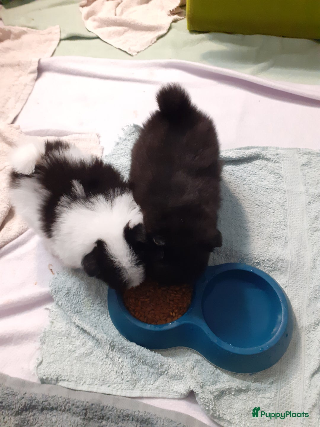 Pomeriaan honden te koop: 4 Prachtige pomeriaan/dwergkees pups. 💙💜 - Advertentie 7