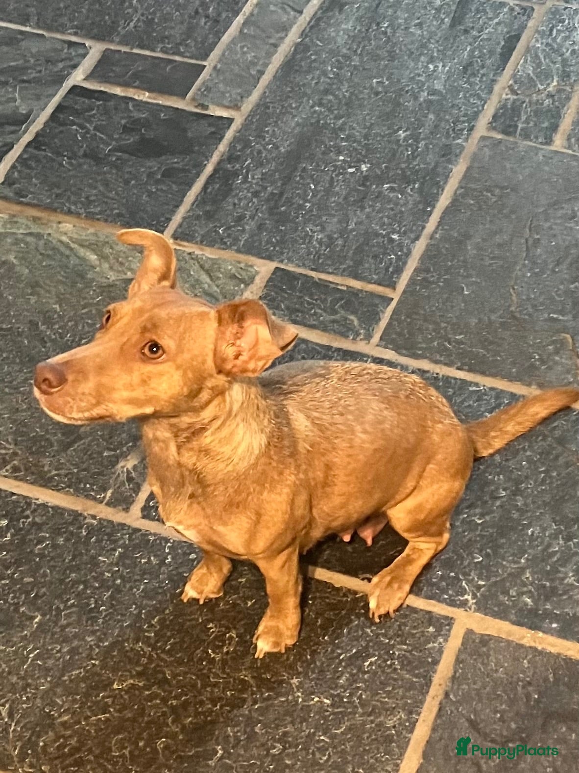 Jack Russel Terriër honden Prachtige Jack Russel pups te koop - Advertentie 2