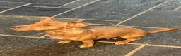 Jack Russel Terriër honden te koop: Prachtige Jack Russel pups te koop - Advertentie 2