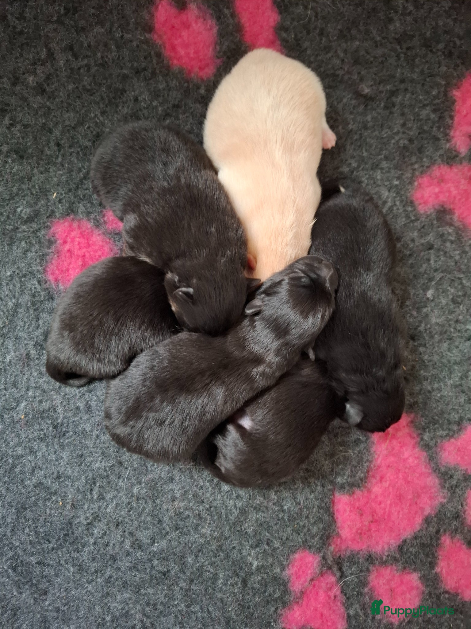 Pomeriaan honden Nog 2 zwarte pomeriaan/dwergkees reutjes - Advertentie 3