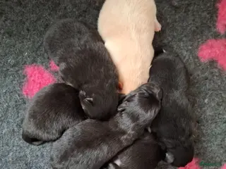 Pomeriaan honden Nog 2 zwarte pomeriaan/dwergkees reutjes - Advertentie 3