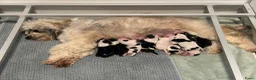 Tibetaanse Terriër honden te koop: Tibetaanse terrier pups met stamboom  - Advertentie 15