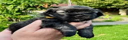 Boomer honden te koop: Boomerpups - Advertentie 13