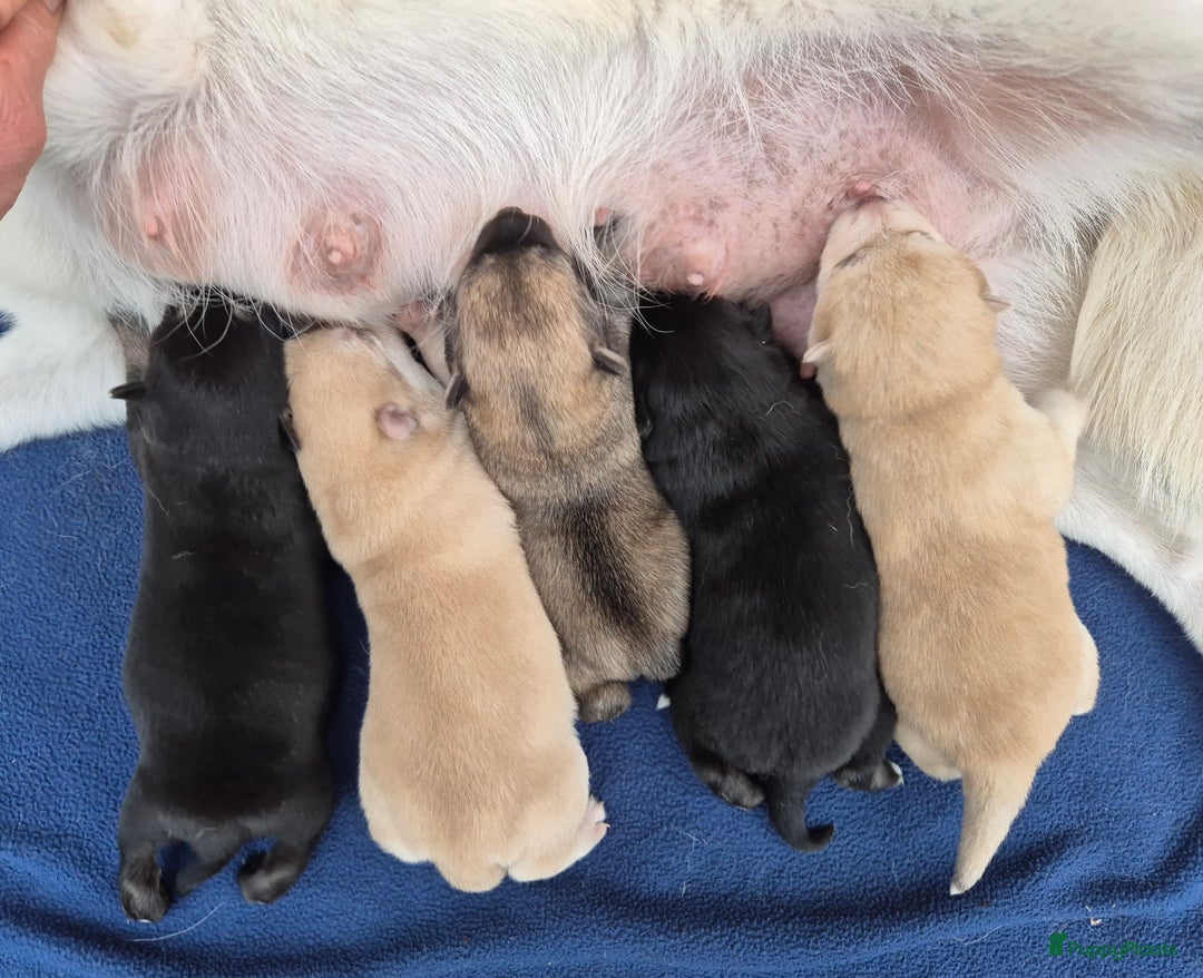 Kruising honden te koop: Pomsky x Shiba inu pups - Advertentie 21