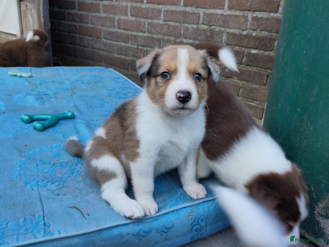 Australian Shepherd honden te koop: Australian Shepherd x Bordercollie pups in Linde - Afbeelding 22