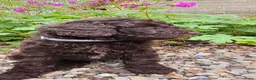 Australian Labradoodle honden te koop: Labradoodle pups - Advertentie 13