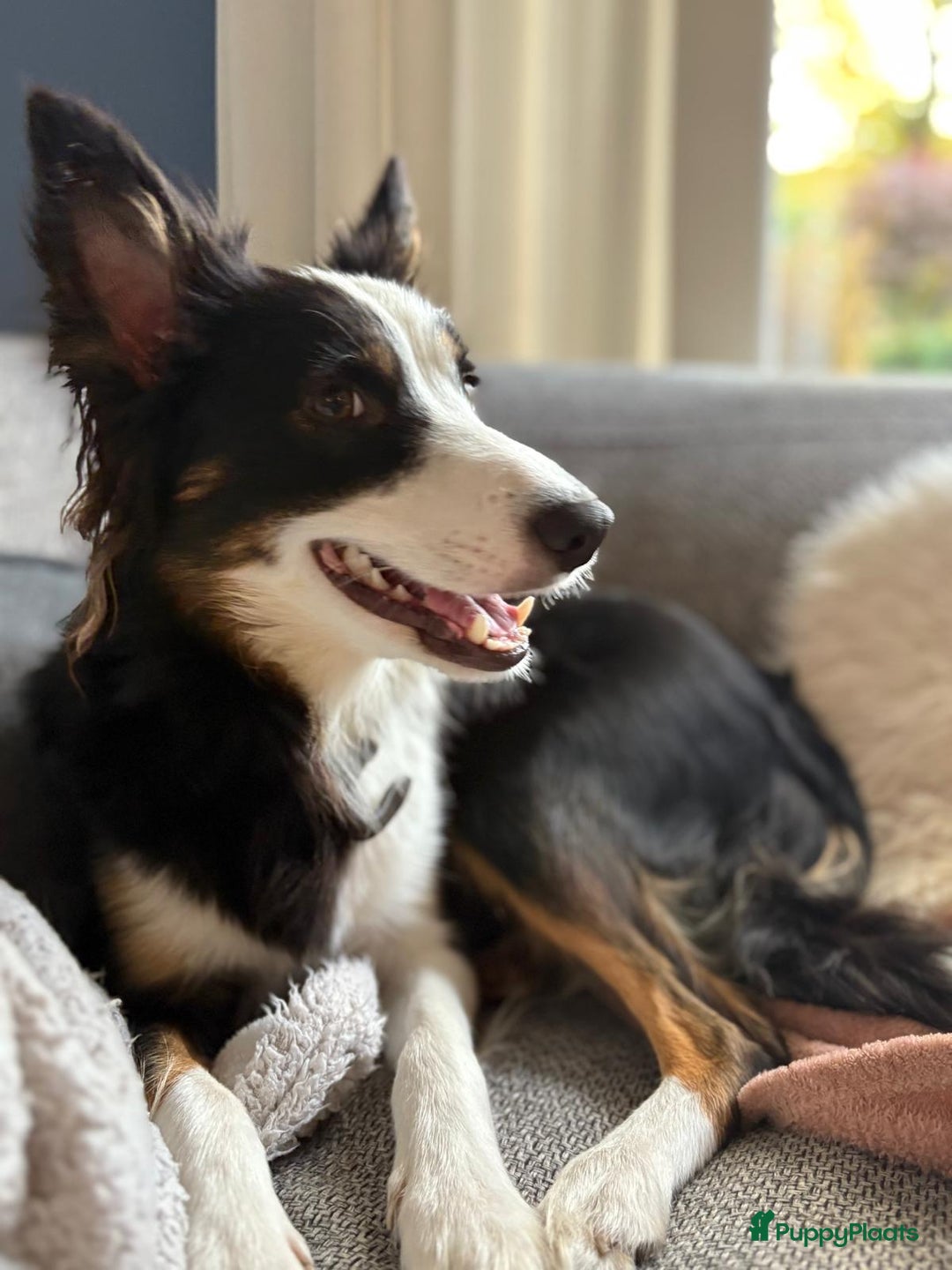 Kruising honden te koop: Whippet Pups X Border Collie  – gezinsvriendelijk! - Advertentie 5