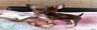 Chihuahua 1