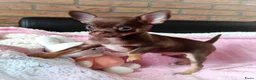 Chihuahua honden te koop: NOG TWEE schattige chihuahua puppys!! - Advertentie 4