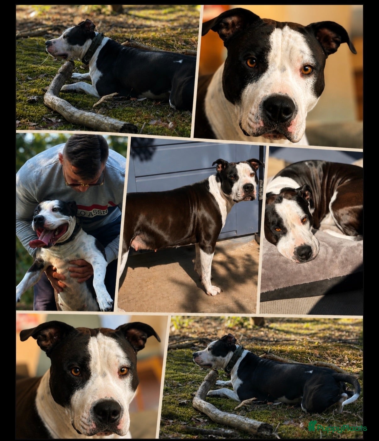 American Staffordshire Terriër honden 🐶🐾Amerikaanse Staffordshire Terrier🐾🐶 - Advertentie 1