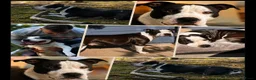 American Staffordshire Terriër honden te koop: 🐶🐾Amerikaanse Staffordshire Terrier🐾🐶 - Advertentie 1