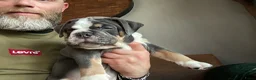 Old English Bulldog honden te koop: Prachtige Bulldog puppies - Advertentie 21