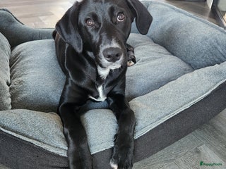 Kruising honden Lieve sociale Goldmation pup van 5 maanden - Advertentie 16