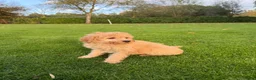 Labradoodle honden te koop: Dwergpoedel x Labradoodle pups - Advertentie 18