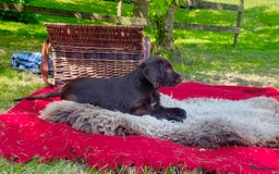 Duitse Staande Hond Langhaar honden te koop: Te koop raszuivere Duitse staande langhaar. - Afbeelding 6