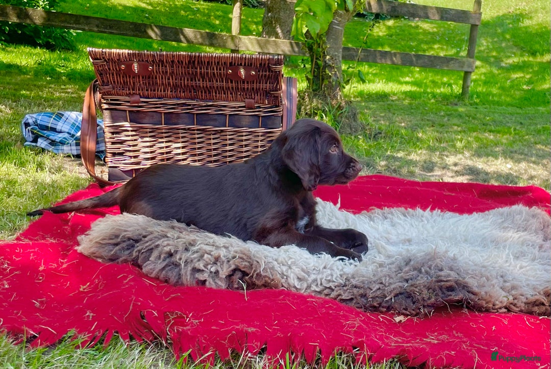 Duitse Staande Hond Langhaar honden te koop: Te koop raszuivere Duitse staande langhaar. - Afbeelding 6
