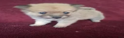 Pomsky honden te koop: 5 pomsky pups - Advertentie 14