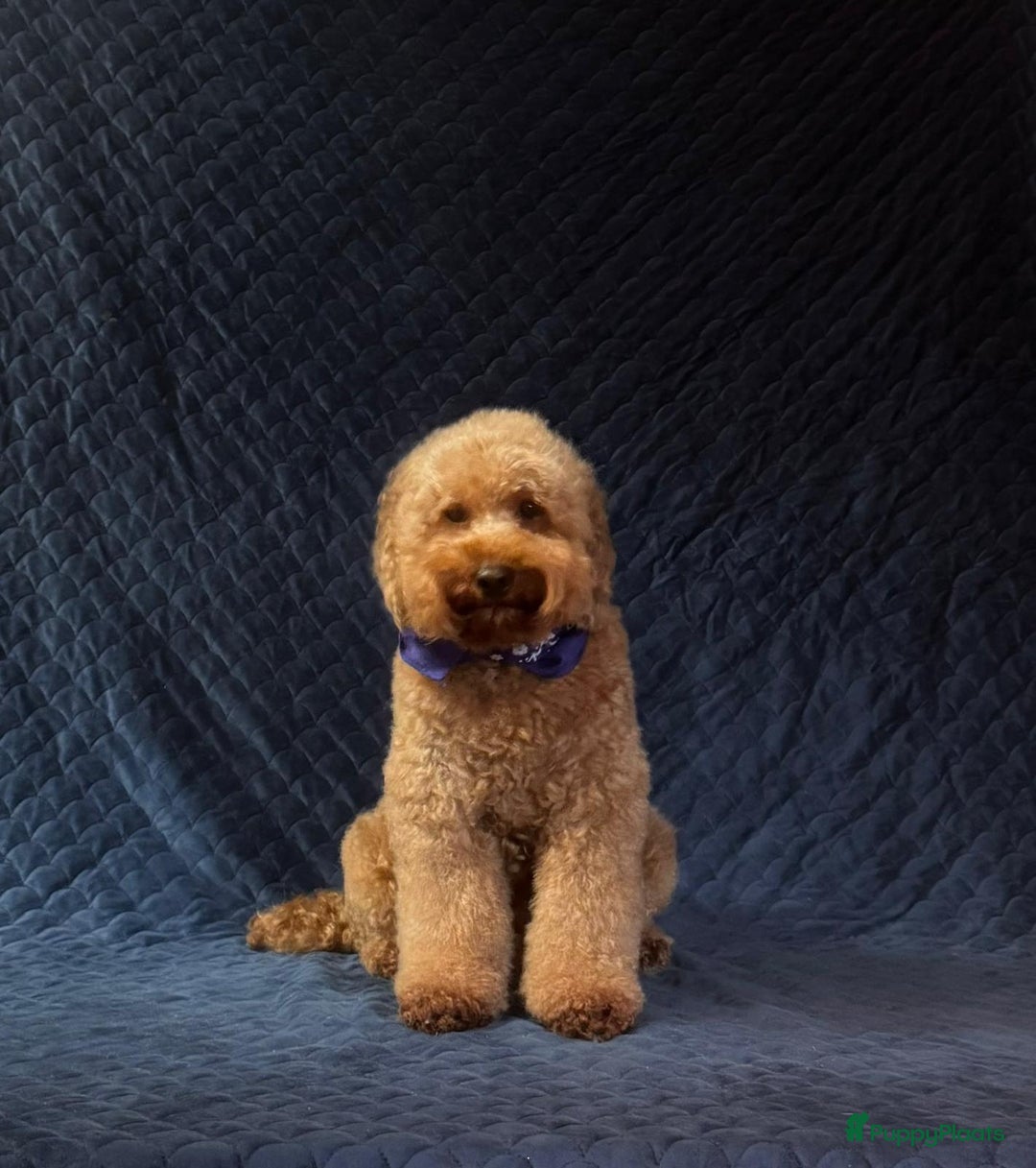 Australian Labradoodle honden te koop: Te koop mini Australian Labradoodles - Advertentie 2