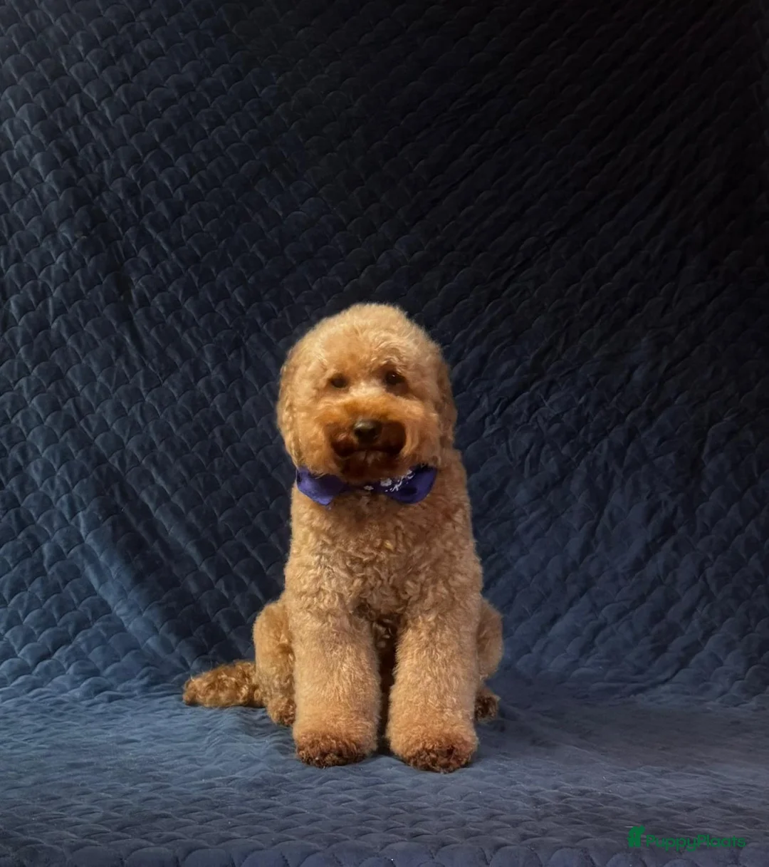Australian Labradoodle honden te koop: Te koop mini Australian Labradoodles met stamboom - Advertentie 2