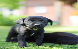 Labrador Retriever honden te koop: Labrador x Pointer pups te koop - Afbeelding 1