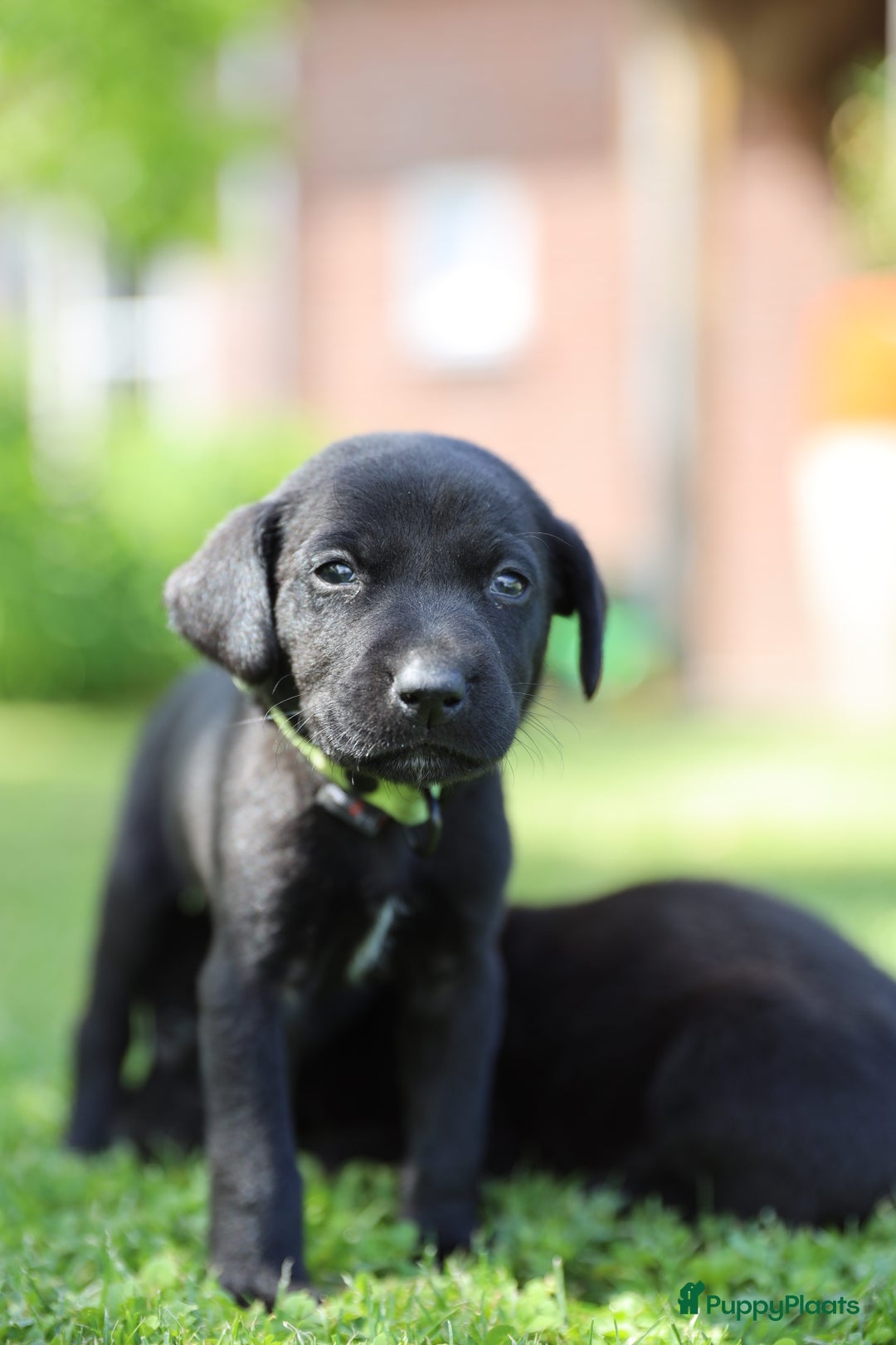 Labrador Retriever honden te koop: Labrador x Pointer pups te koop - Afbeelding 1