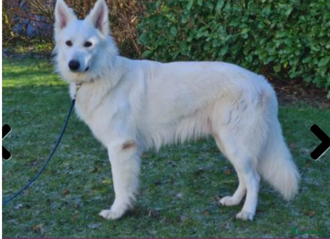 Galerij afbeelding {{count}}