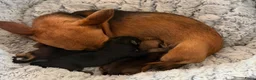 Kruising honden te koop:  Dwergpincher x Chihuahau X Kaninchenteckel pups. - Advertentie 14