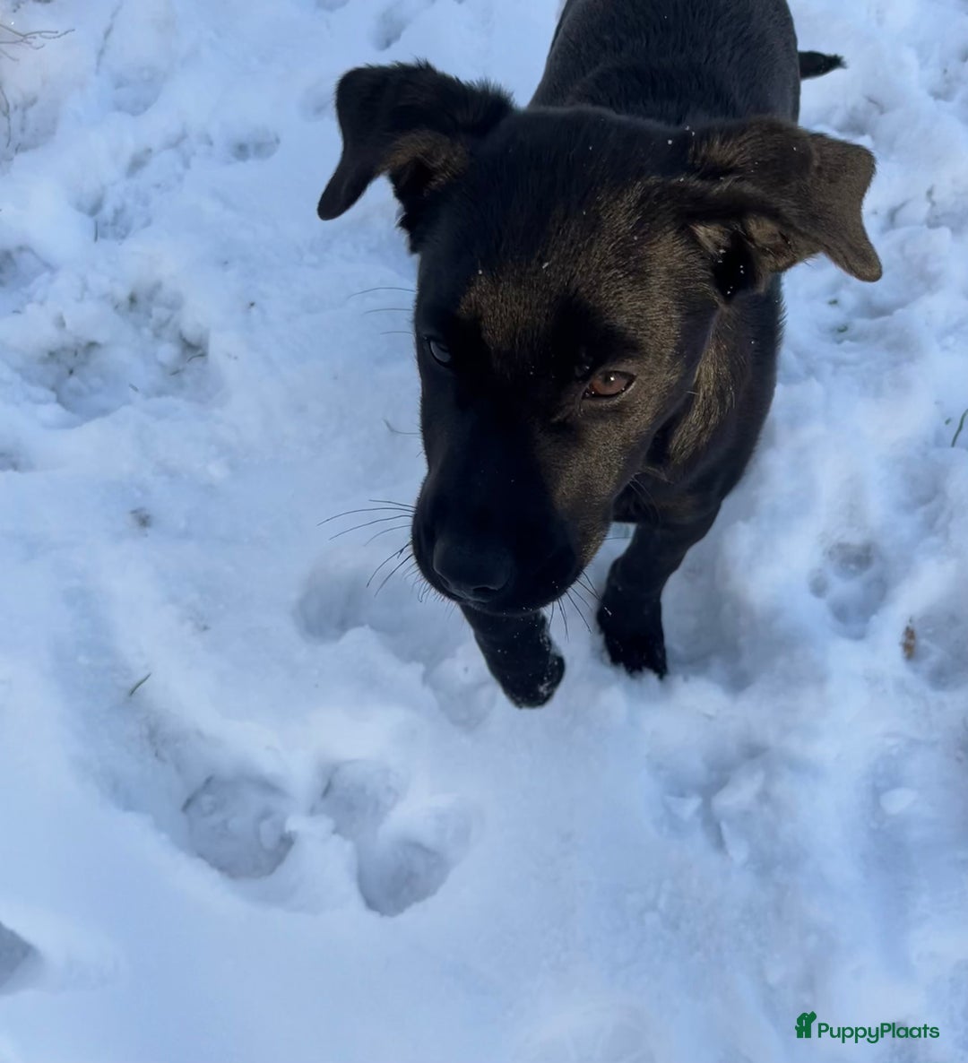 Kruising honden te koop: Labrador kruising kooiker  - Advertentie 8