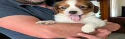 Kooikerhondje honden te koop: Schitterende kooikerpups  nog 1 teefje! - Advertentie 3