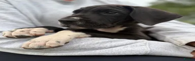 Duitse Dog 2
