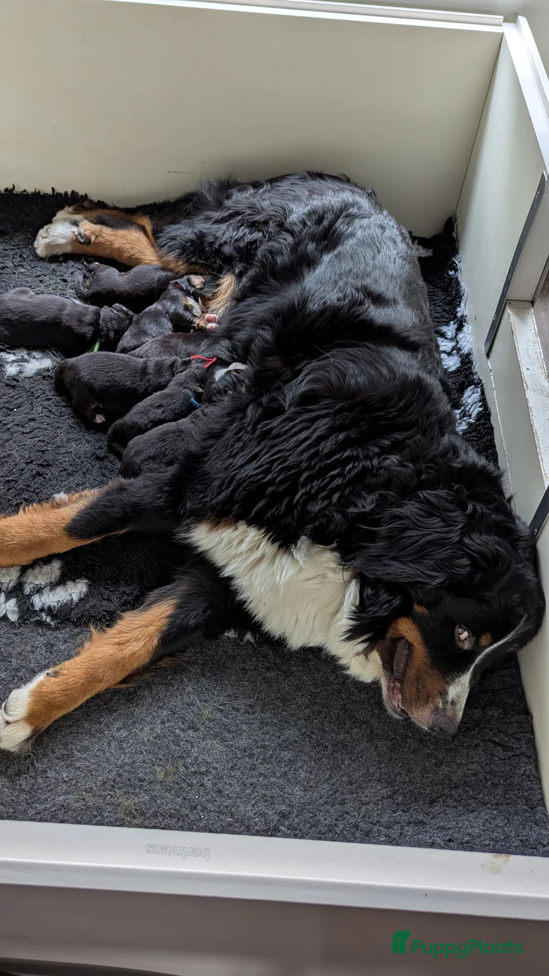 Berner Sennenhond honden te koop: Mooie Bernerpups - Advertentie 14