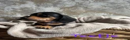 Teckel (korthaar)  honden te koop: Prachtige teckelpups 🐶 - Advertentie 11