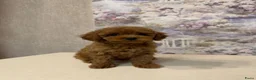 Poedel Toy honden te koop: Toy Poedel pups - Advertentie 3