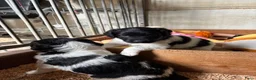 Friese Stabij honden te koop: Friese Stabij puppy's - Advertentie 3